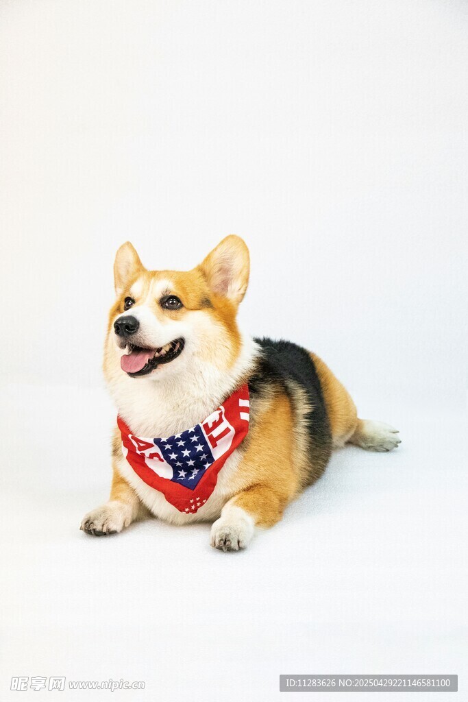可爱柯基犬戴着个性围巾