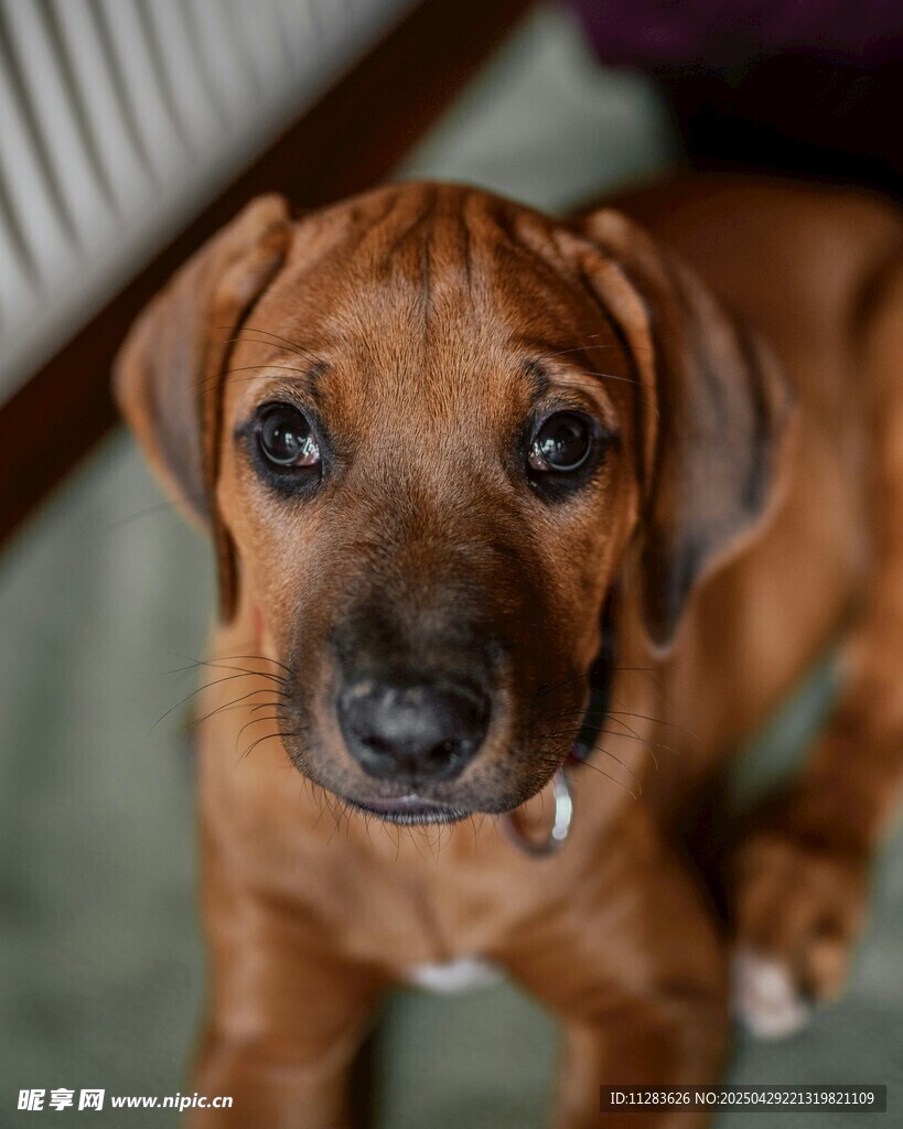 可爱棕色幼犬呆萌模样