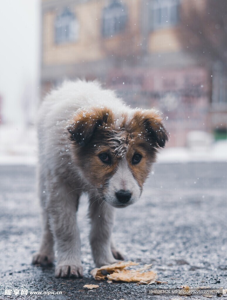 雪地小狗嗅闻落叶