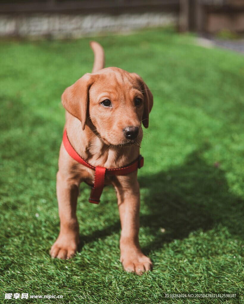 草地上的可爱幼犬