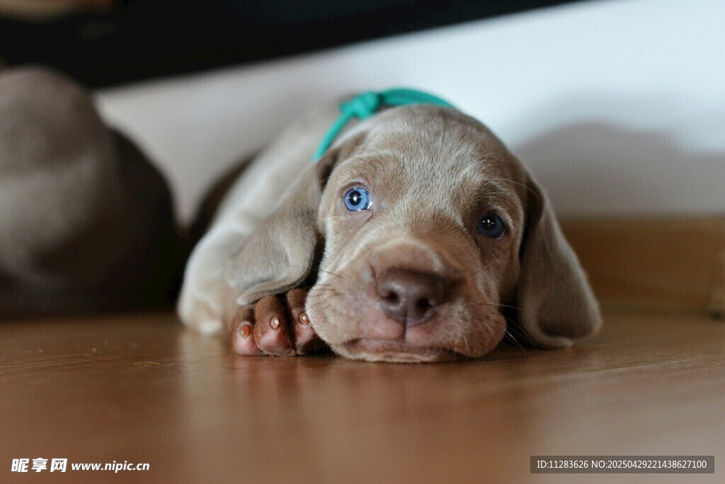 趴着的可爱威玛猎犬幼犬