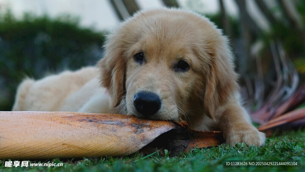 金毛犬叼着木头趴在草地