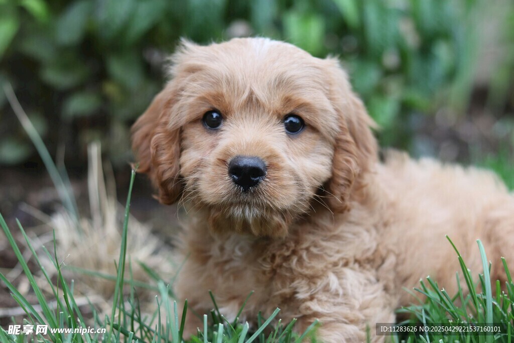 可爱幼犬趴于翠绿草地上