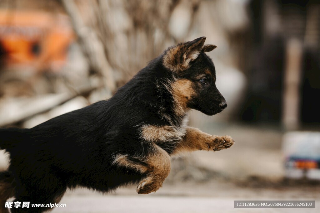 跳跃的德国牧羊犬幼犬