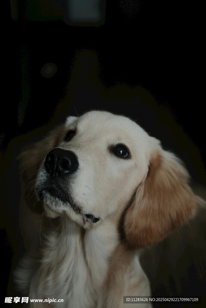 可爱金毛犬抬头凝望