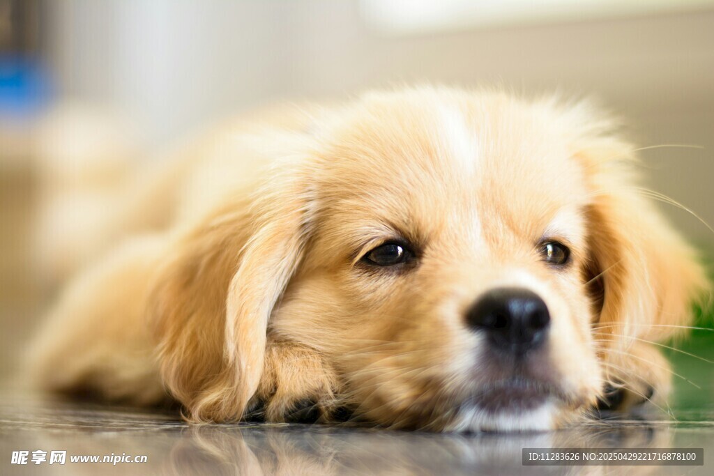 趴着的可爱金毛幼犬