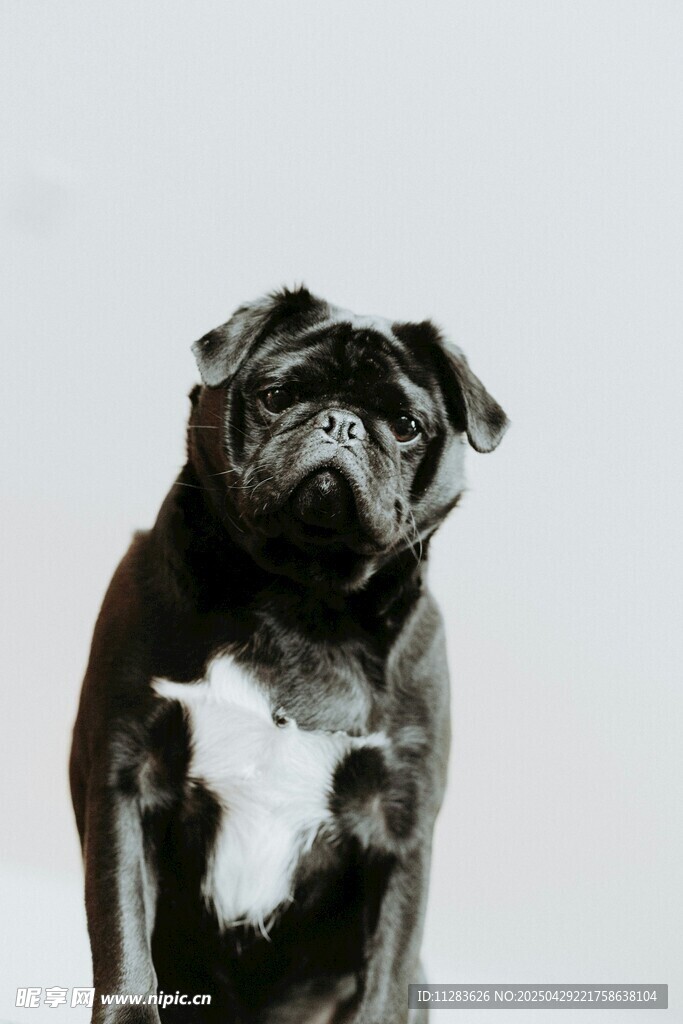黑白巴哥犬的可爱瞬间