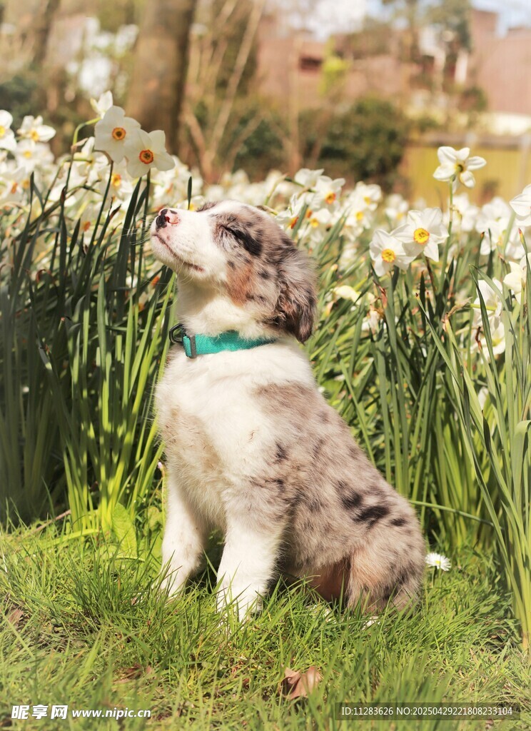萌犬赏春花