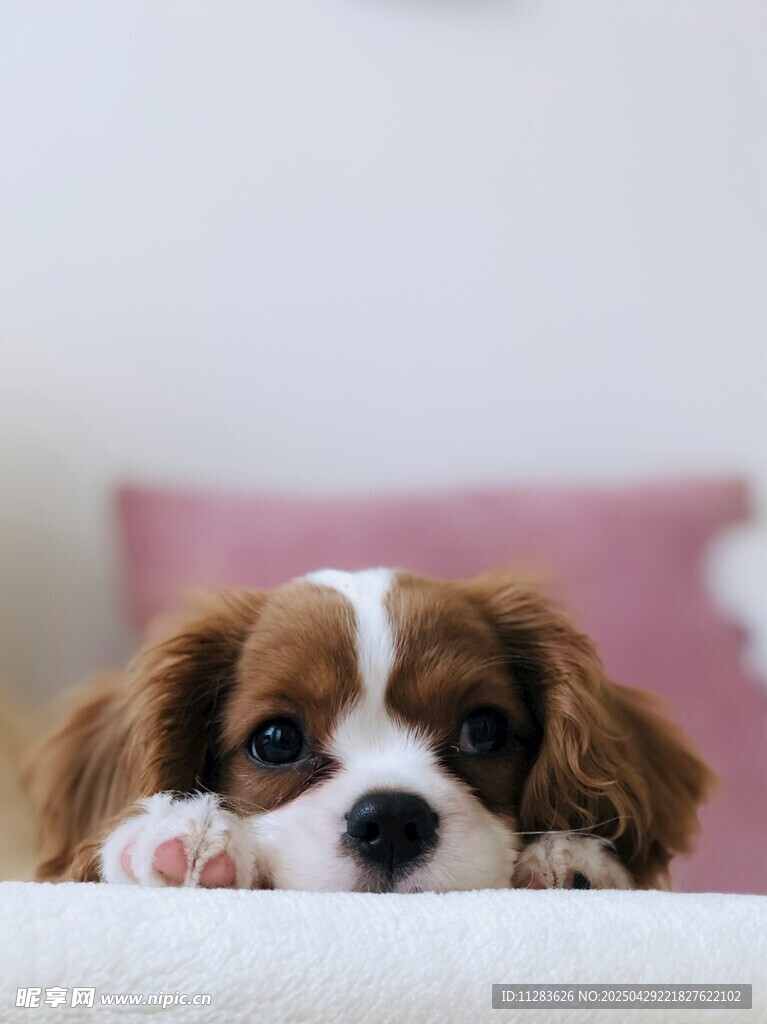 萌犬趴卧显乖巧可爱