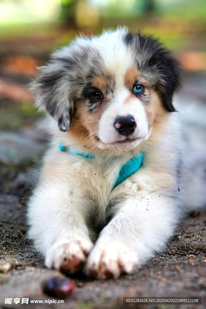 可爱三色边牧幼犬趴地