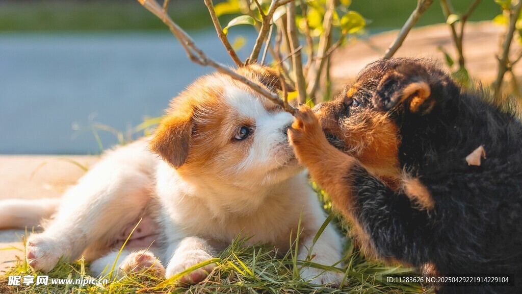 两只萌犬亲昵互动瞬间