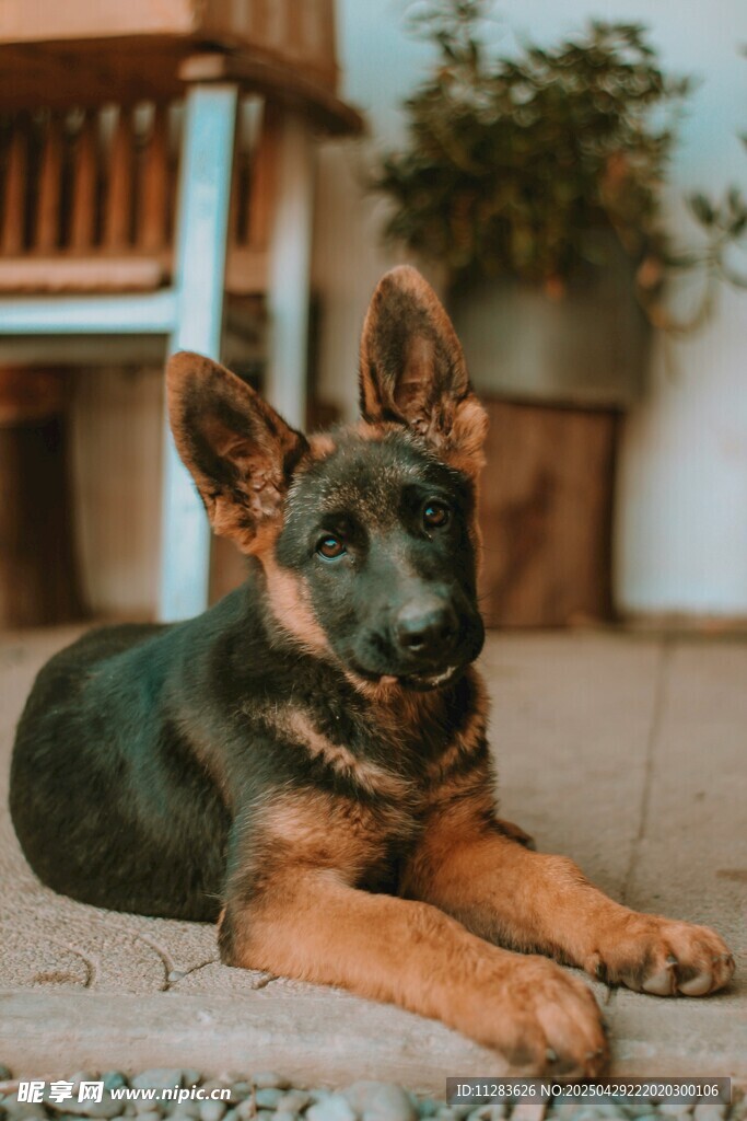 趴着的帅气德国牧羊犬