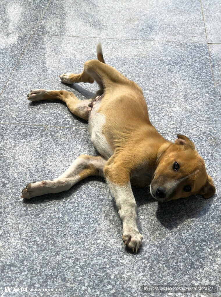 路边酣睡的小黄狗