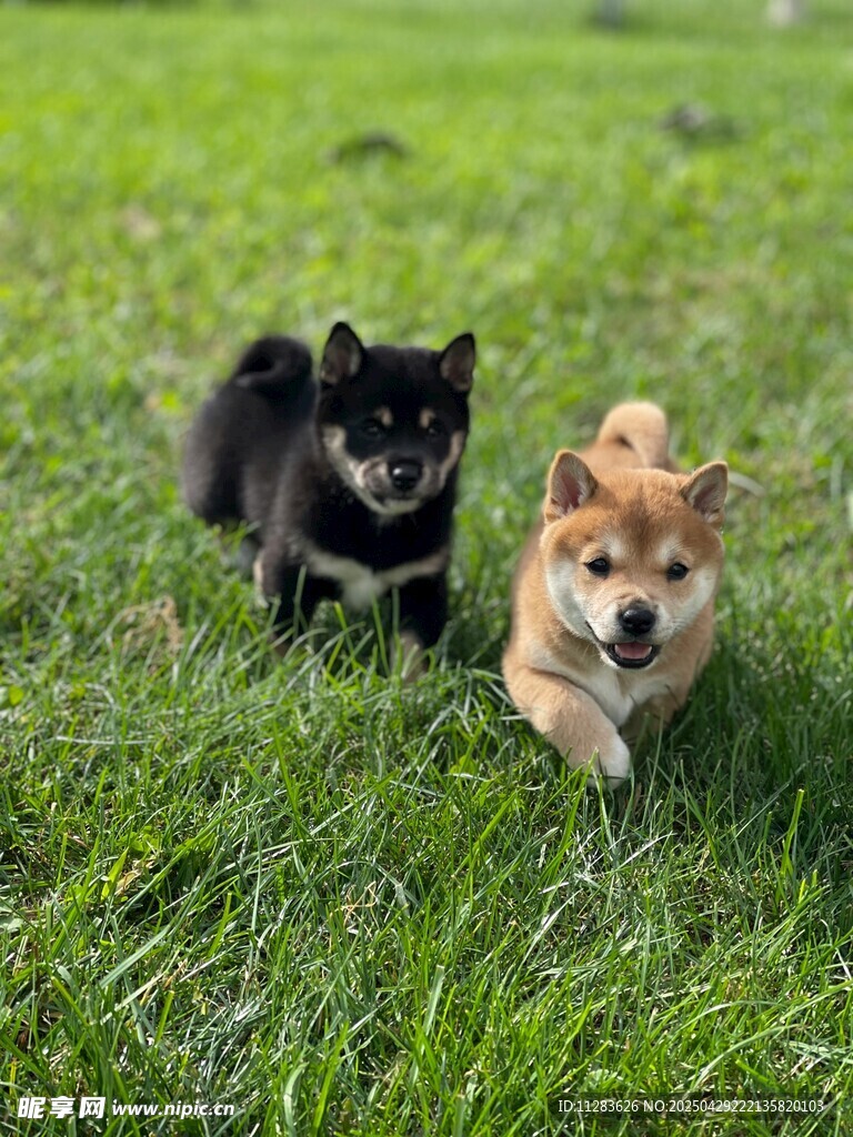 草地上玩耍的两只可爱柴犬