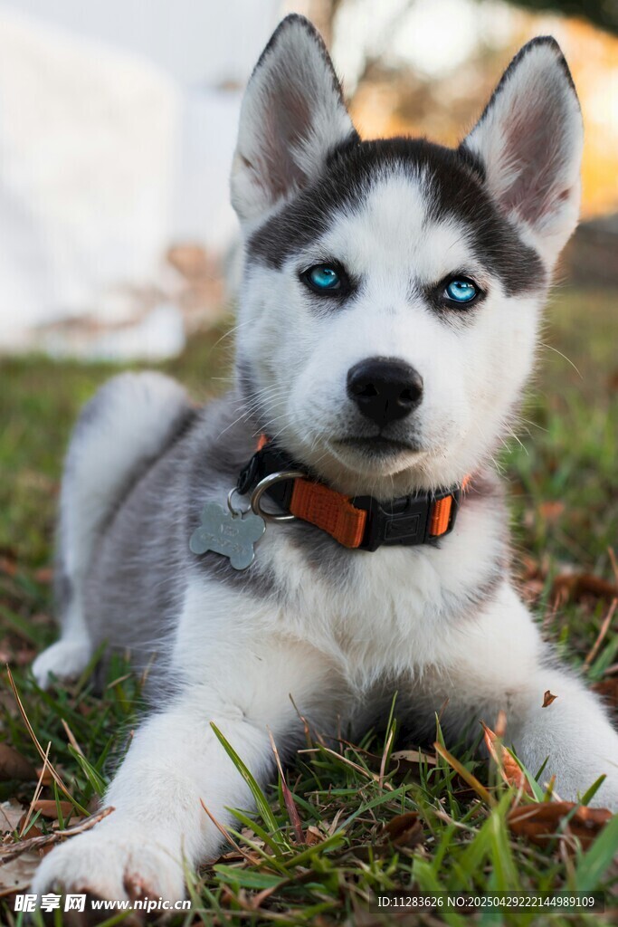 可爱哈士奇幼犬趴于草地