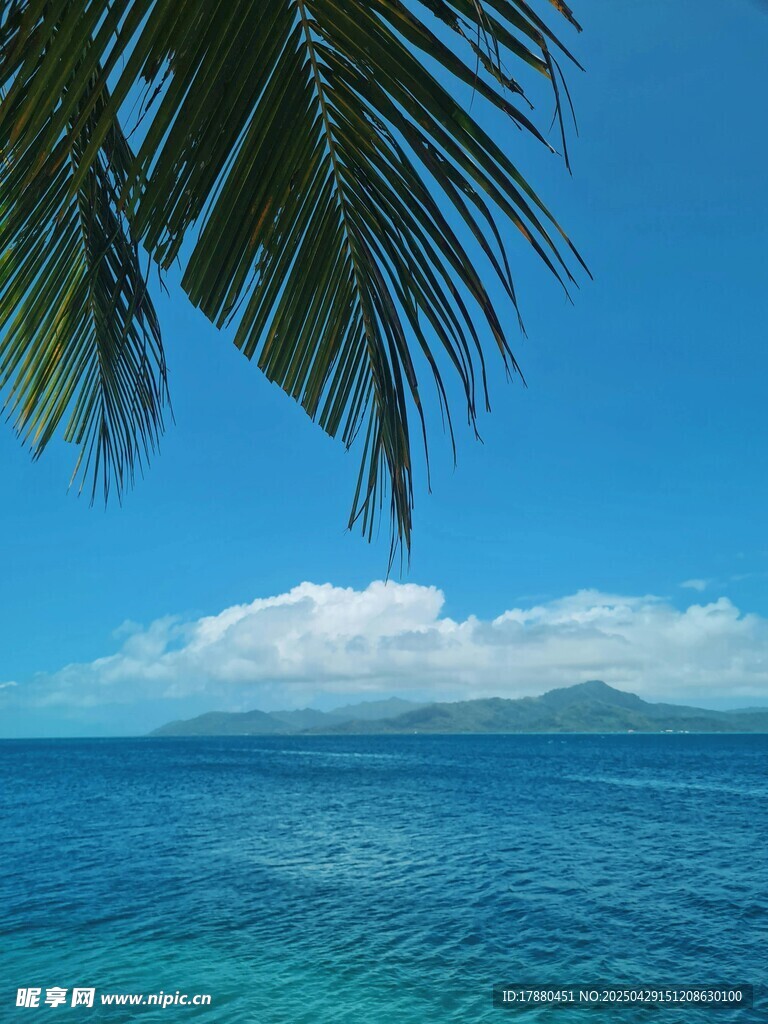 棕榈树