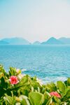 海边繁花