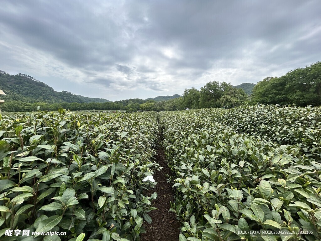 茶园