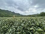 山间茶园