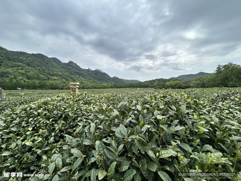 山间茶园