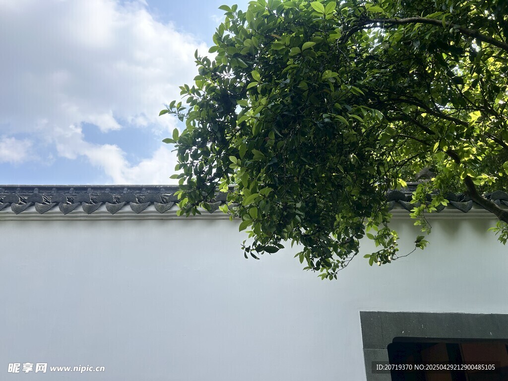 白墙绿树间的中式景致