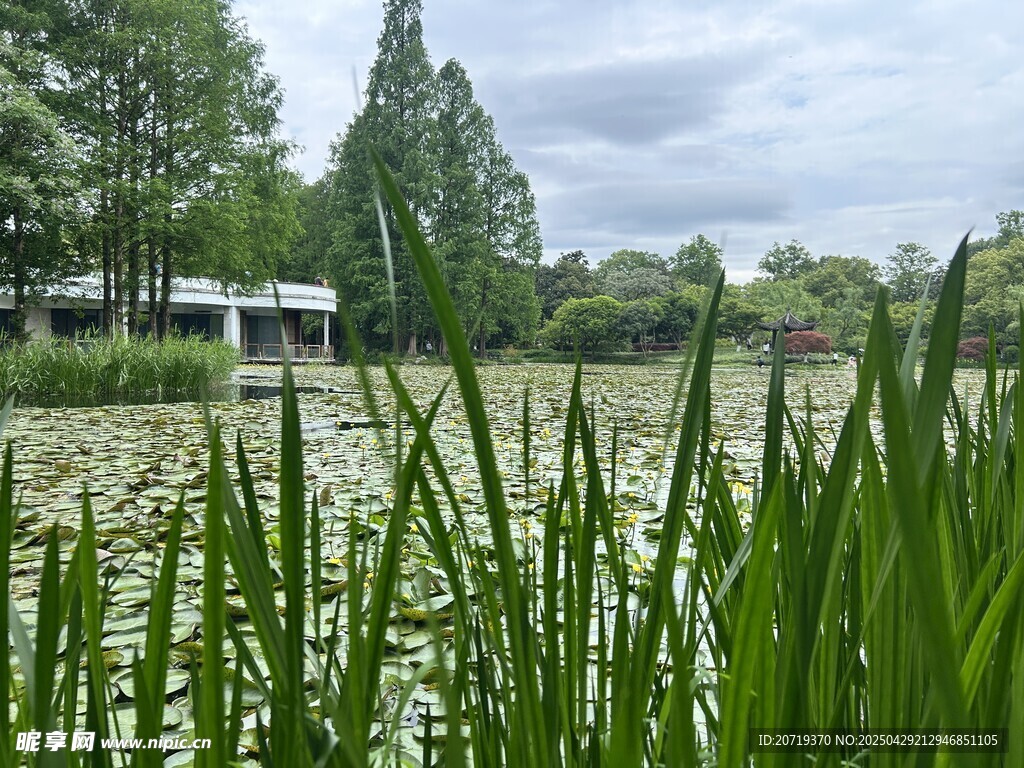 湖畔葱郁绿植与远处建筑