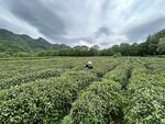 山间茶园