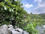 绿意盎然的自然景观