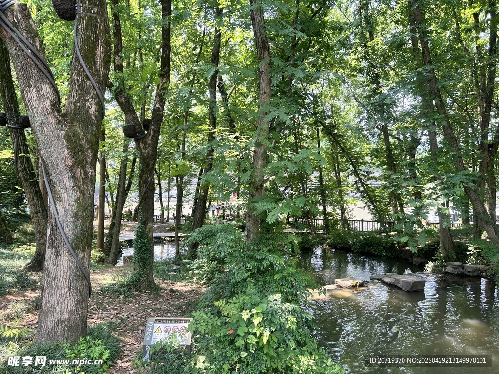 林间静谧小溪畔自然景致