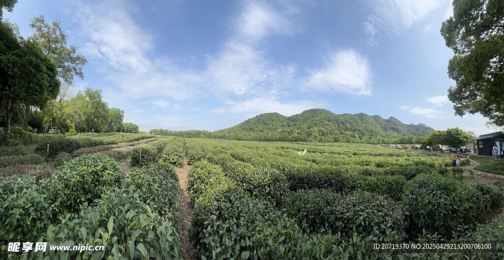 茶园