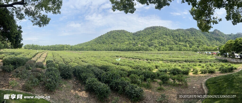 茶园