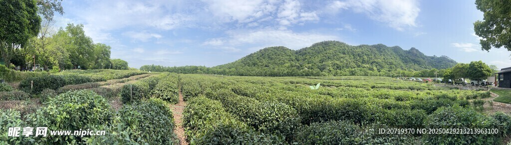 翠绿茶园风光