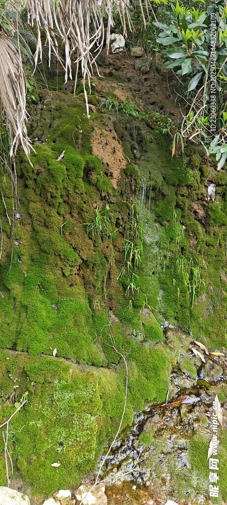 翠绿山坡上的繁茂植被