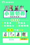 小猫饲养指南