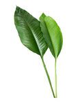 植物叶片