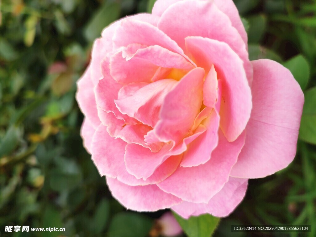 玫瑰花