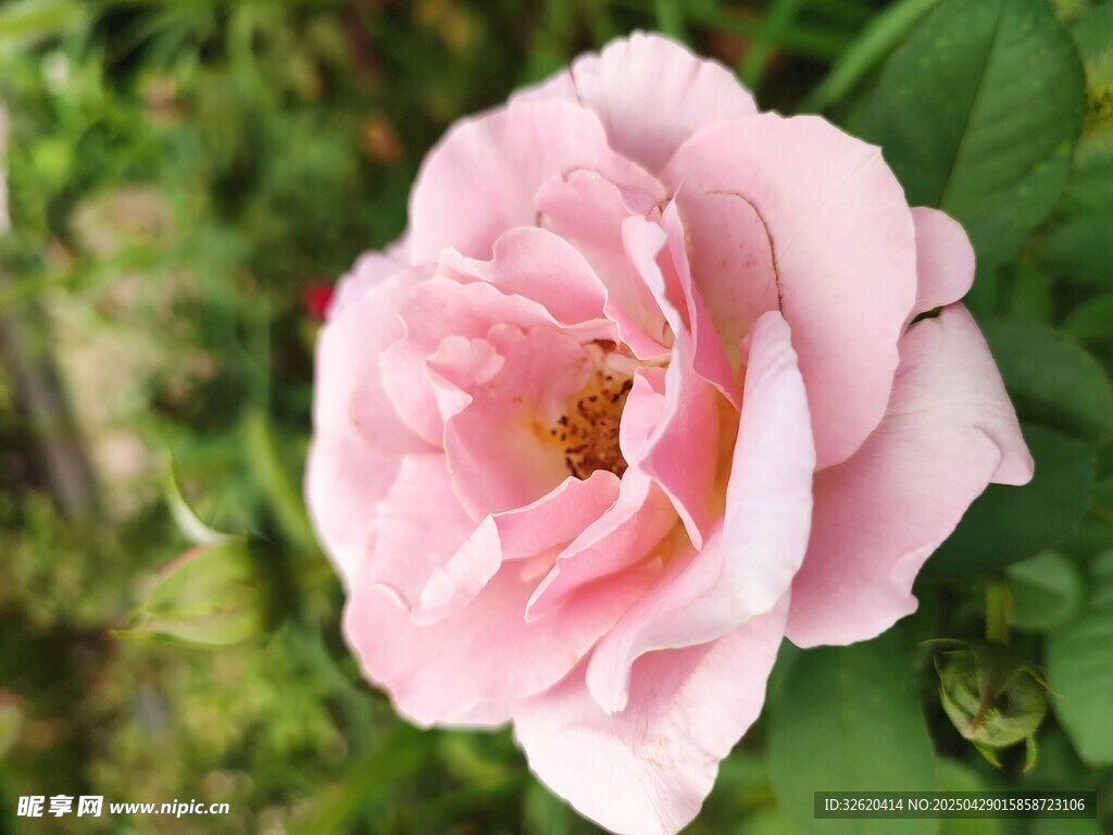 玫瑰花