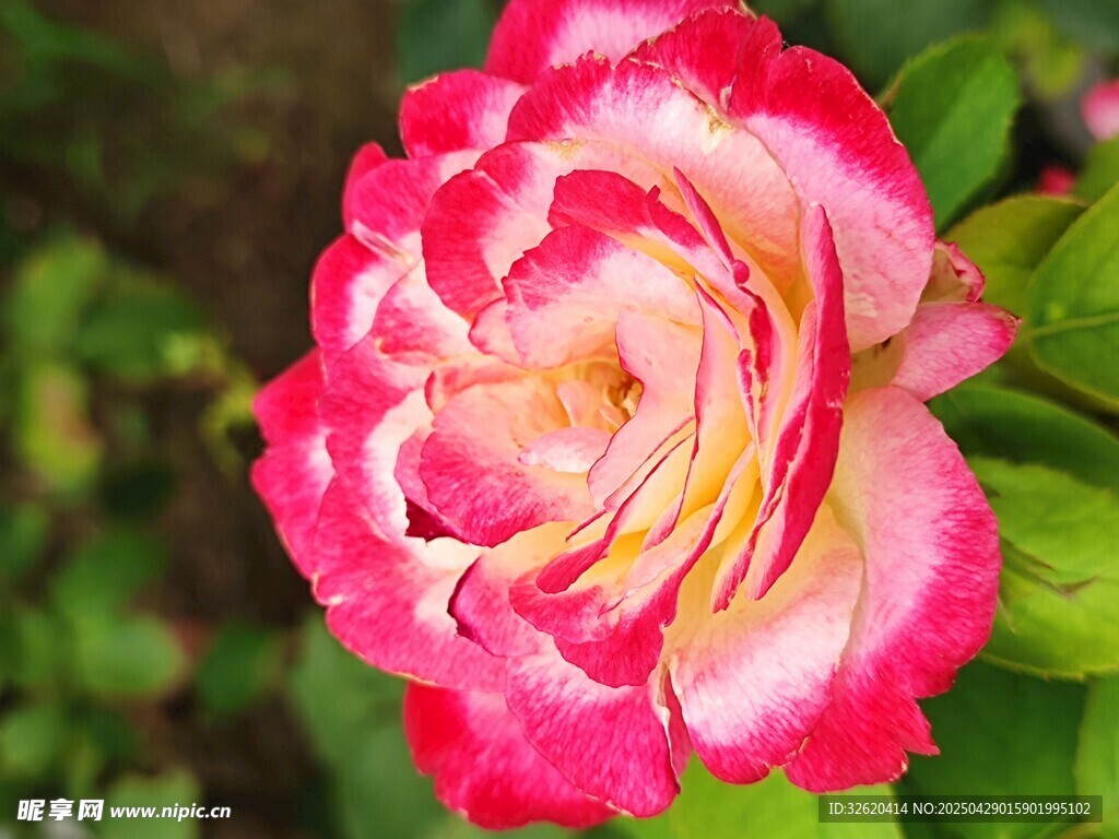 月季花