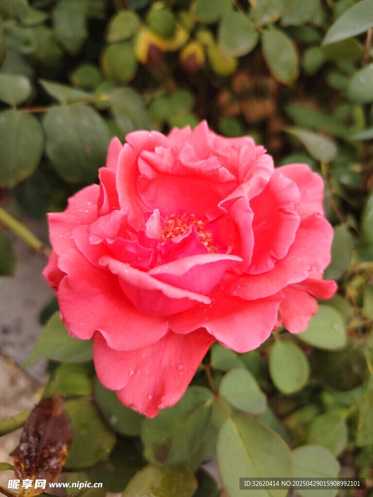 月季花