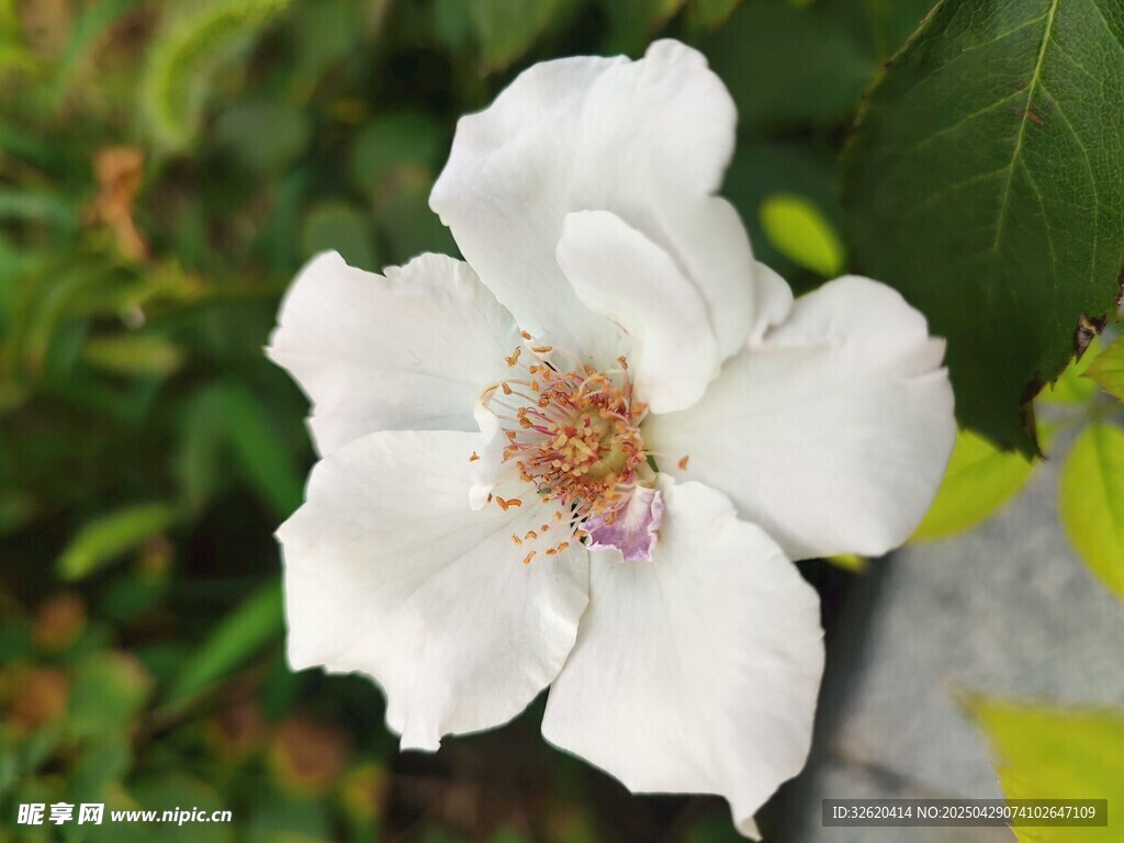 金樱子