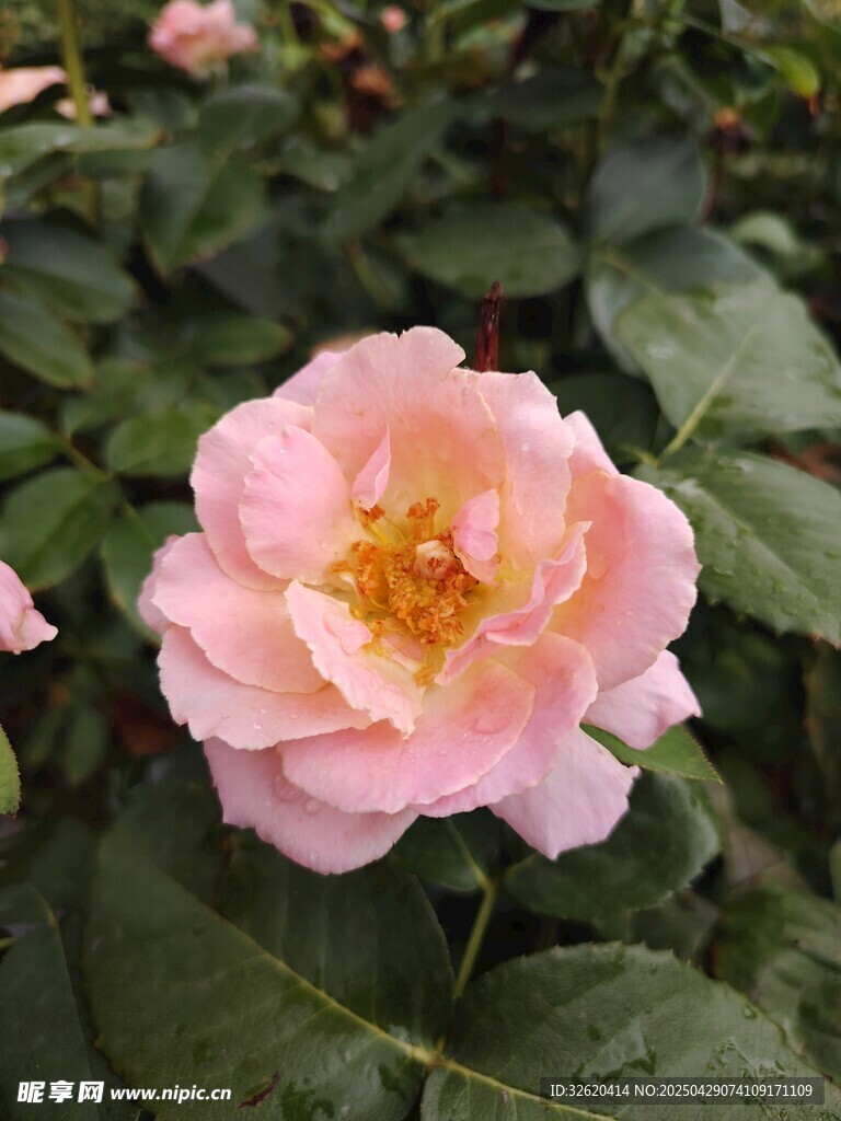 月季花