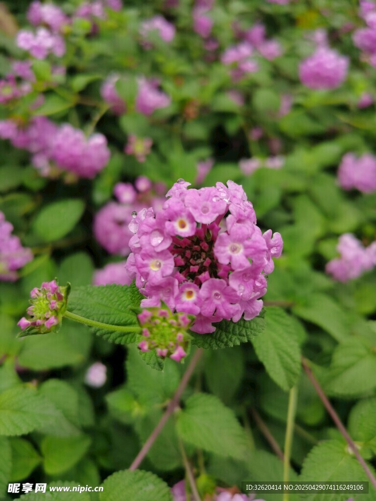 马樱丹