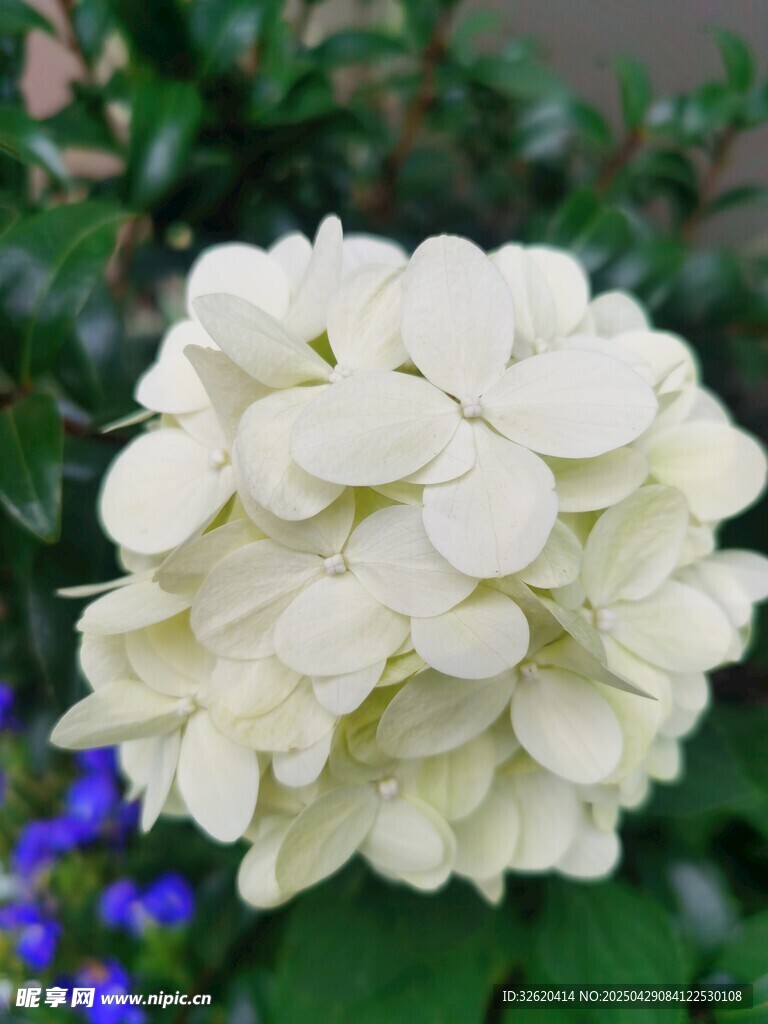 绣球花