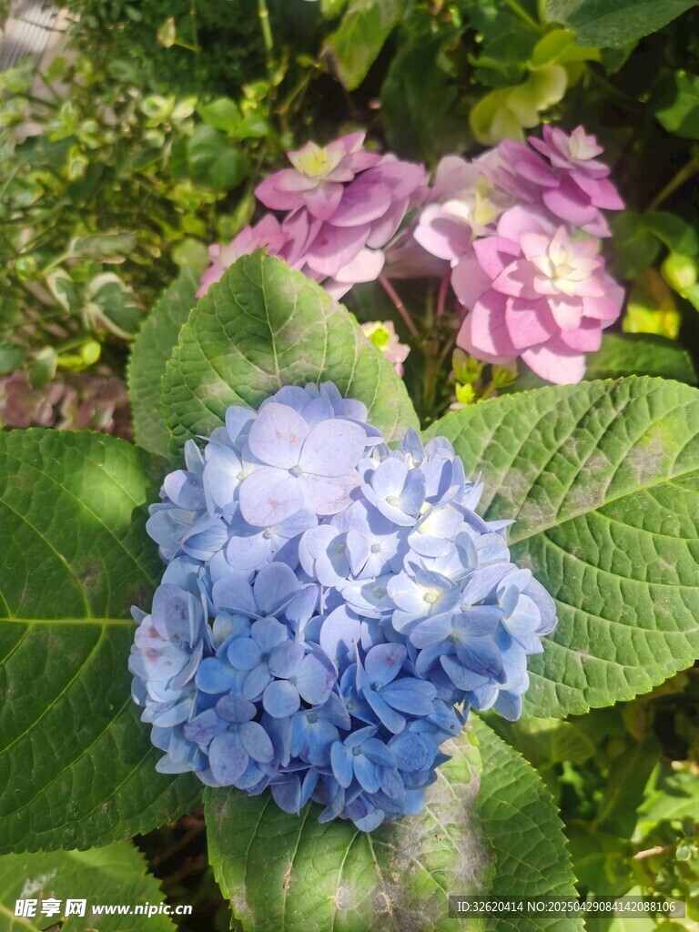 绣球花