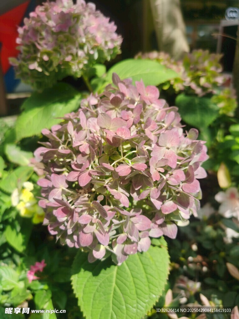 绣球花
