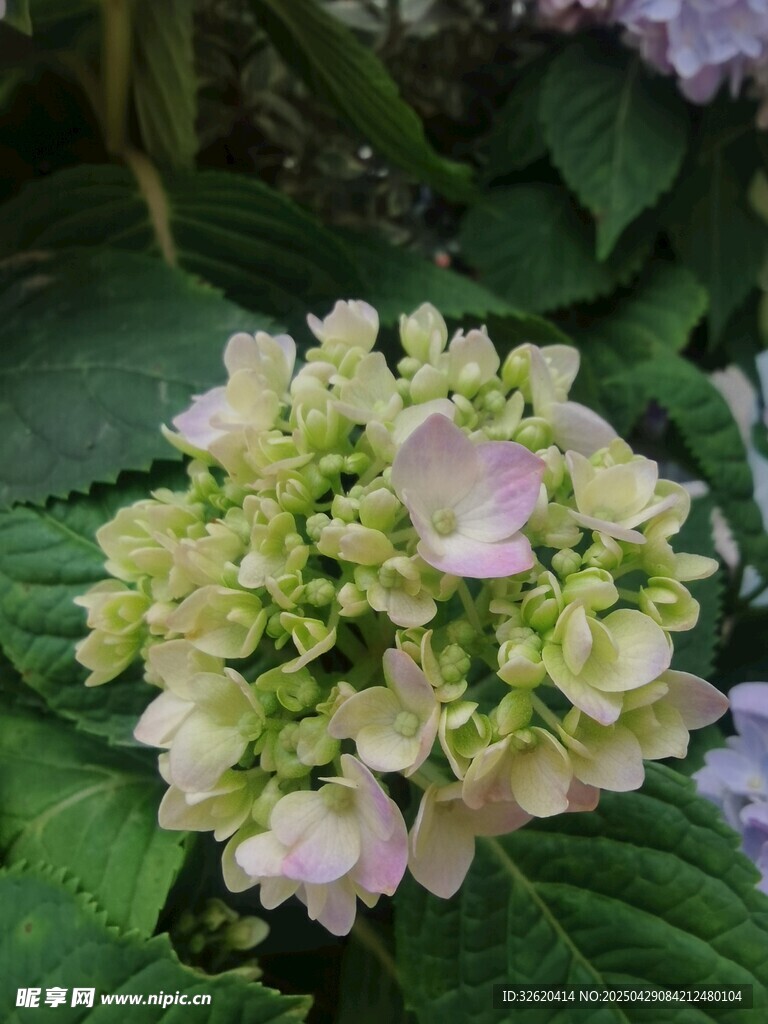 绣球花