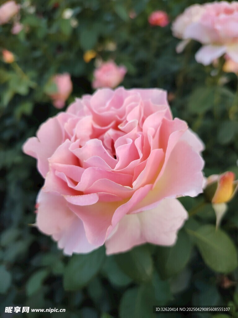 玫瑰花