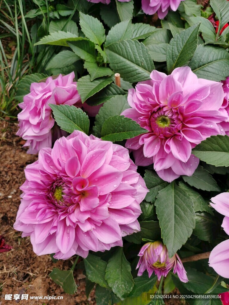 大丽花
