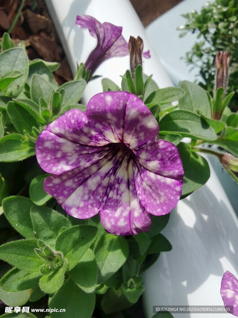 矮牵牛花
