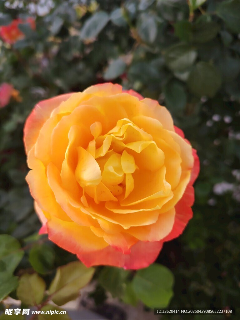 月季花